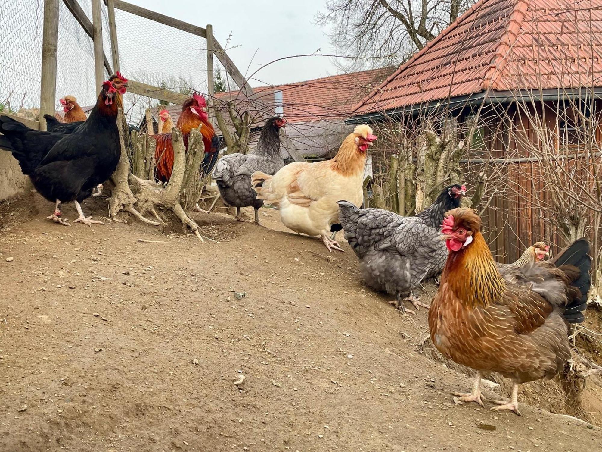 Little Farm Apartments Фельдкирхен  Экстерьер фото